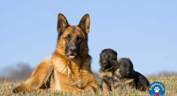 L'infestation des vers chez le chien